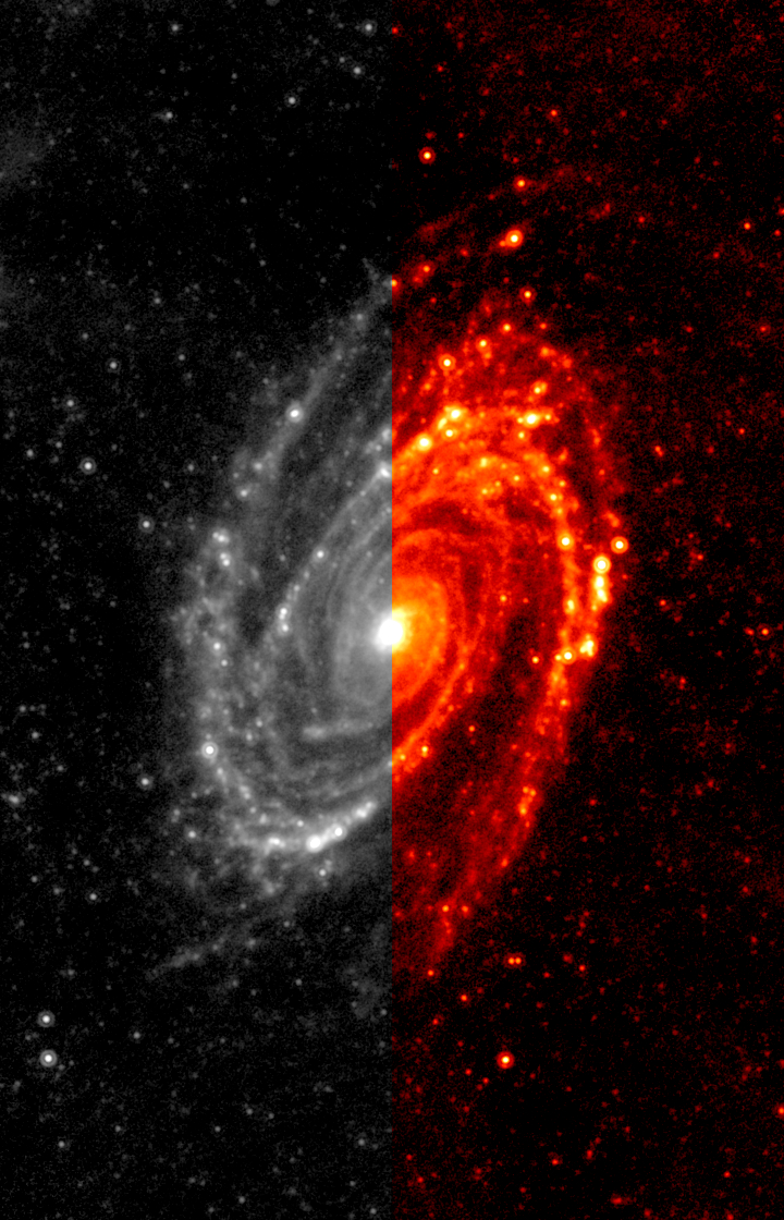 An example of a partially coloured version of the 24 micron 
              image of M81 (NGC 3031) from the Spitzer Space Telescope
